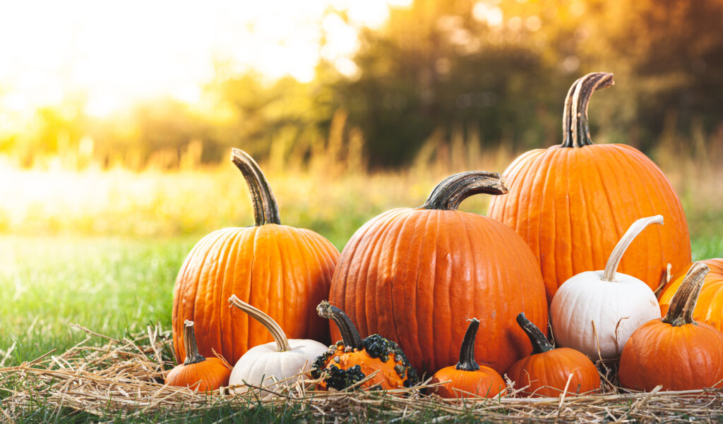 Pumpkin Patches in San Antonio - The Schrader Group