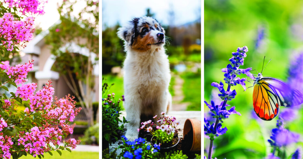 Pup-Proof Landscaping